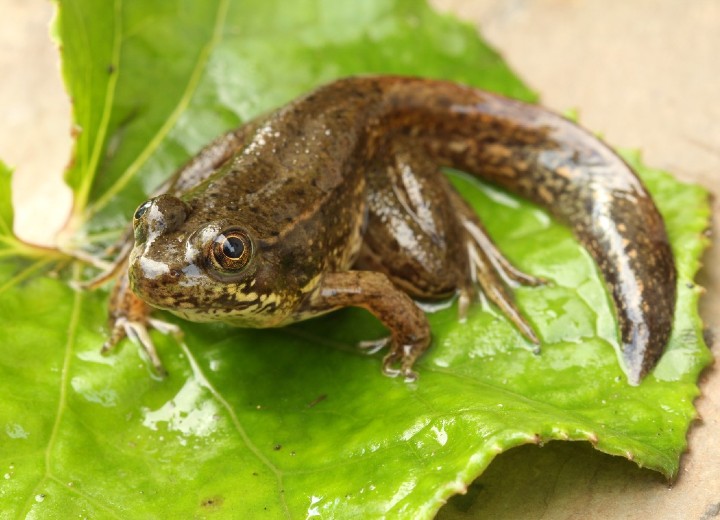 Green Frog